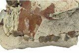 Fossil Oreodont (Merycoidodon) Skull Section - South Dakota #249283-3
